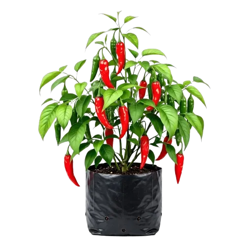Bibit Cabai Rawit Merah