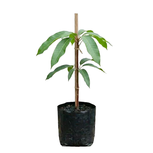 Bibit Mangga Arumanis
